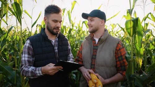 Two Farmers Inspecting Corn Cob Harvest Quality in a Field