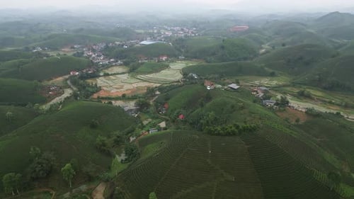 Aerial View of Tea Plantation Hills with Muddy Rice Fields and Gentle Morning Haze Landscape