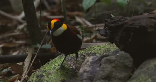 Pitta malais à bandes debout sur un rocher moussus dans la forêt tropicale