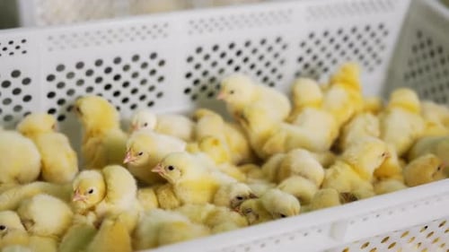 Cute fluffy yellow chicks crowding in the plastic box. Poultry business company.