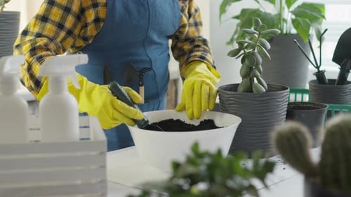 Woman Repotting Green Plant Using Trowel Indoors