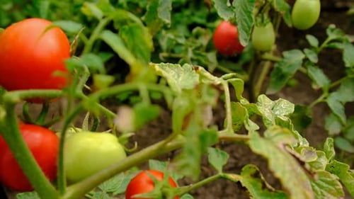 Tomatoes Grow in the Garden