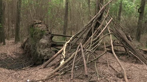 Fallen tree in the forest, beside a tent built of sticks