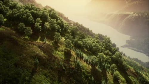 Luftaufnahme des Regenwald-Ökosystems und der gesunden Umwelt