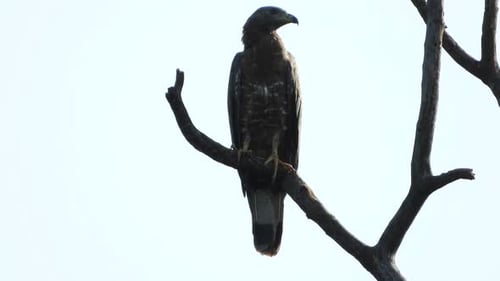 Common Eagle in tree UHD MP4 4k video.