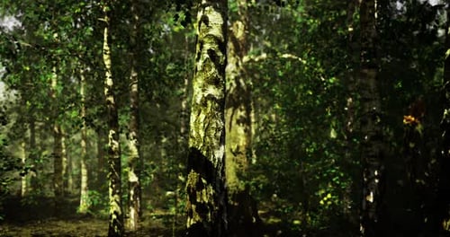 Dense Forest with Tall Trees Showcasing Natural Light and Greenery