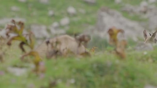 Primer plano del cachorro de rebeco y su madre pastando en las montañas. (4K)