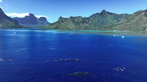Moorea Island With Snorkelers Swimming With Humpback Whales In French Polynesia. - aerial shot