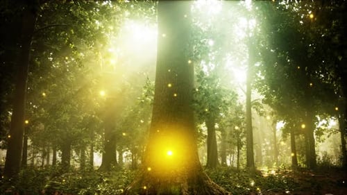 A Forest Filled with Lots of Trees and Lights