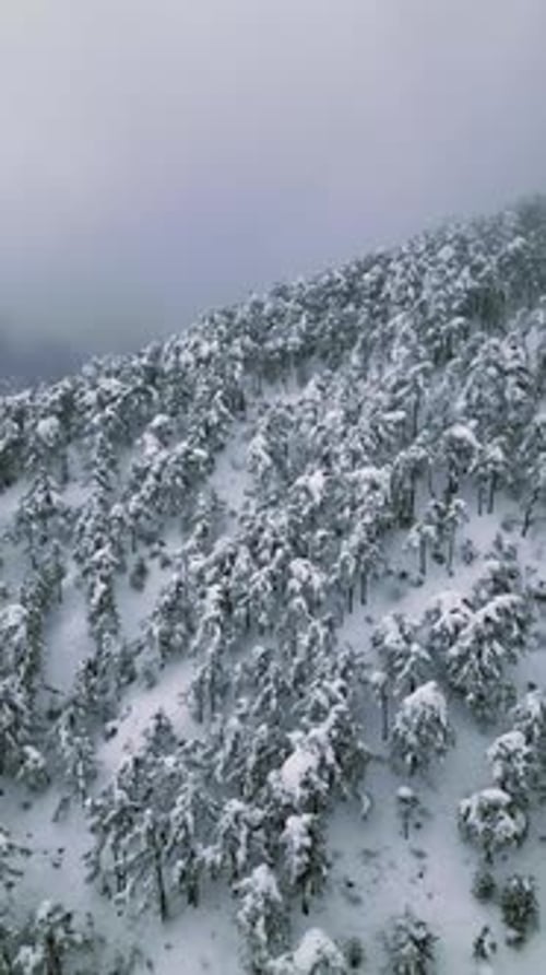 Vertikaler Winterwald
