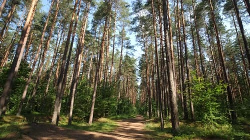 POV Walk Through a Sunlit Pine Forest Path on the Summer Day
