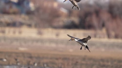 Pair of Pintail ducks flying in to land in slow motion