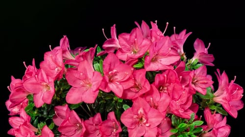 Rhododendron öffnet rote Blumen im Zeitraffer auf einem Hintergrund. Zarte rosa Blüten bewegen sich