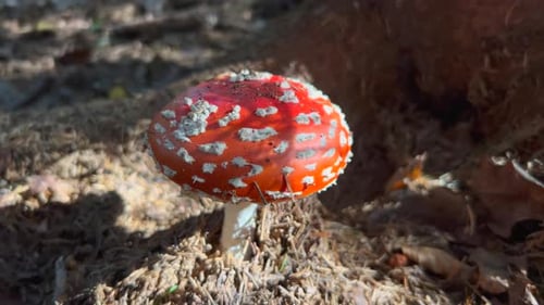 Vibrant Red Mushroom Growing on Forest Floor