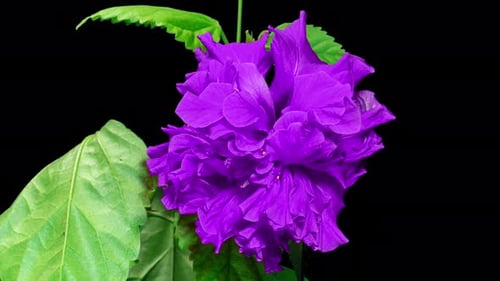 Purple Hibiscus Flower Blooming on Black Background