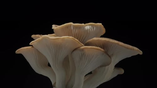 Close Up of Oyster Mushrooms Against Black Background