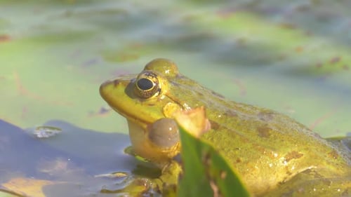 Levant frog in lake, Jerusalem, Israel