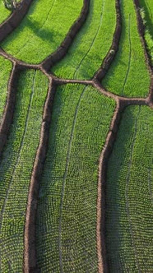 Beautiful view from top of green rice field terrace