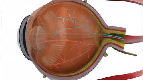 Detailed anatomical cross section of human eye ball