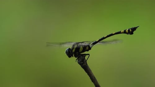 Dragonfly Resting Briefly on a Twig