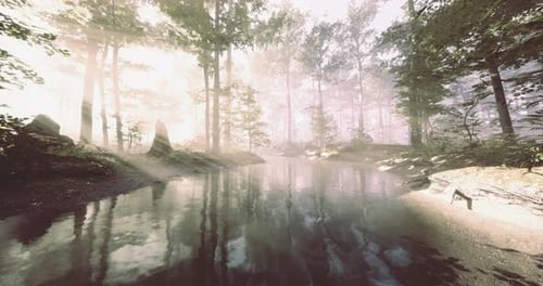 Soft Rays Shine Through Trees By a Calm River in a Peaceful Forest