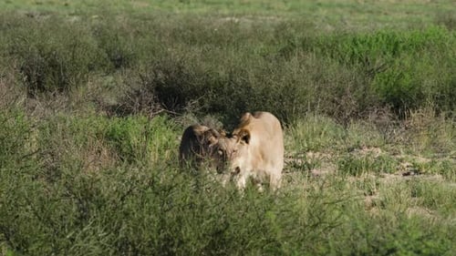 Lionesses Roaming In The Wilderness Of Safari Park In South Africa. Slow Motion Shot