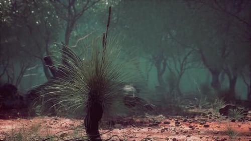 Australian Outback with Trees and Yellow Sand