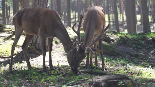 Deers Grazing Together In Forest Farm