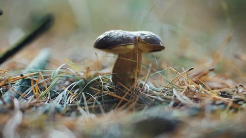 A close-up shot of the Boletus edulis mushroom on the forest floor. Pine needles, decaying leaves, a
