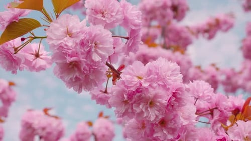 Pink flowers on the tree of flowering Sakura. Cherry blossom in spring.