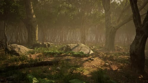 Roots of a Tree in a Misty Forest