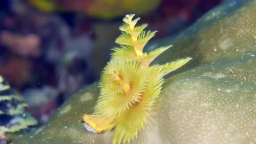A colorful sea worm underwater. A close-up of beautiful tube worm Christmas Tree Worm (Spirobranchus