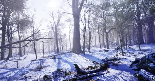 Winter Dawn Casts a Serene Glow Over a Tranquil Snowy Forest Landscape
