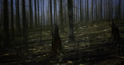 Burnt Forest Landscape Featuring Blackened Trees and Scorched Earth