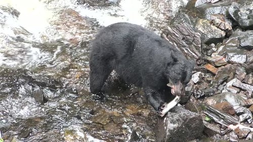 Grizzly bears catch jumping salmon. Close-up. Wildlife and Nature of North America. Alaska.