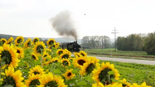 Steam Engine Locomotive with Smoke on Scenic Voyage