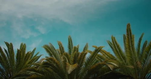 Concepto de viaje en forma de copa de palmeras altas sobre fondo de cielo azul