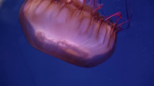 Jellyfish Gliding Gracefully Through the Serene Waters of an Aquarium