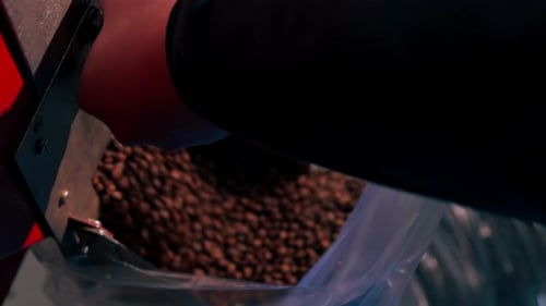 Close Up at a Roasting Factory Worker Pours Coffee Into a Large Transparent Bag for Shipment