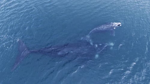 Whale and Calf Swimming in the Ocean