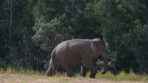 Un gran elefante adulto que se mueve hacia la derecha visto fuera del bosque, Indian Eleph