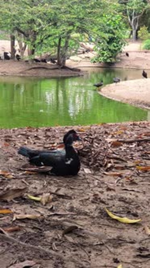 Coexistence d'animaux tropicaux : gros plan d'un canard de Barbarie et de vautours près d'un étang.
