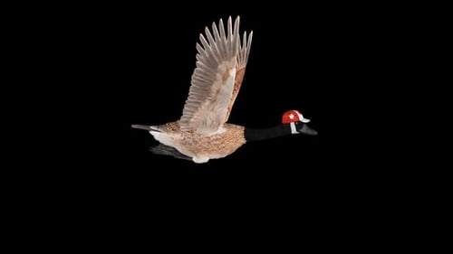 Canada Goose in National Flag Cap - Flying Loop - Aerial Side Close Up View - Alpha Channel