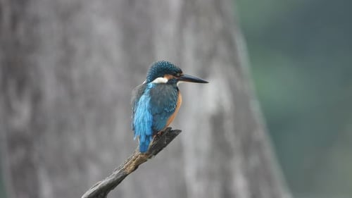 kingfisher in pond area ...