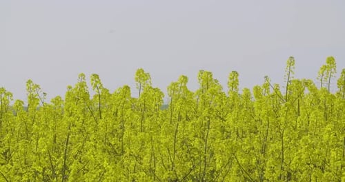 Ölsaaten, Rapsfeld, Rapsblüte, Landwirtschaft, Wachstumsökologie