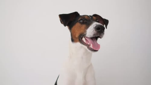 Portrait of Smooth Fox Terrier