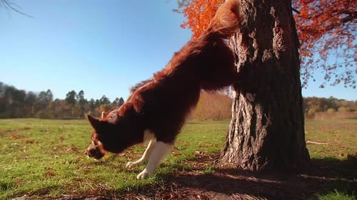 Beautiful Dog Jumping Against the Giant Tree While Playing in the Park