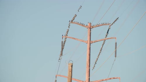 Birds Perched on a Metal Power Line Structure