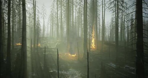 Forest Engulfed in Fire As Smoke Rises Under a Misty Eerie Sky