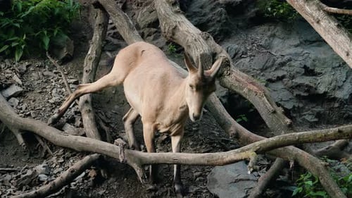 Wild Mountain Goat Navigating Fallen Tree Trunks on a Rocky Forest Slope Showing Balance and Agility